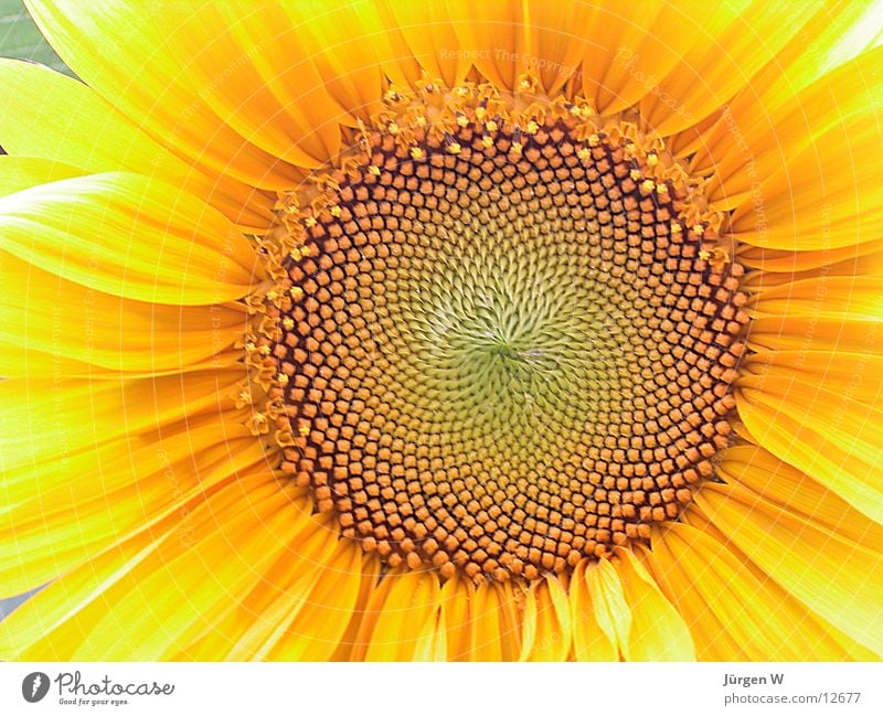 sunflower Sunflower Yellow Blossom Leaf Nature Close-up bloom sheets