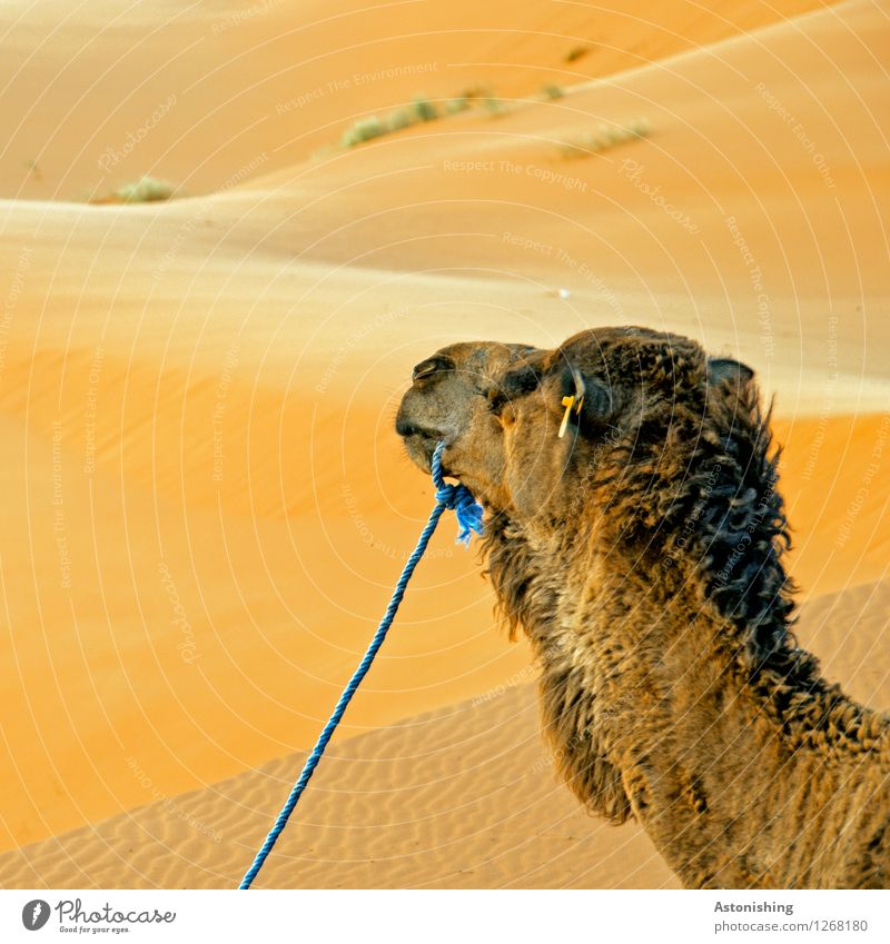 camel's head Environment Nature Sand Warmth Drought Grass Bushes Hill Desert Erg Chebbi Merzouga Morocco Animal Farm animal Animal face Pelt 1 Looking Wait Soft