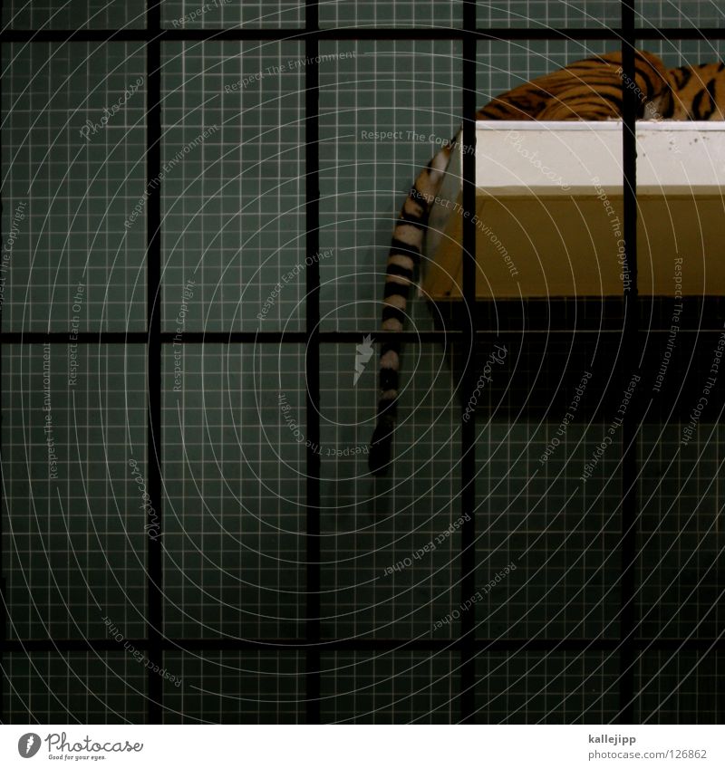 tiger Zoo Cage Captured Living thing Anguish Land-based carnivore Big cat Cat Panther Carnivore Pattern Grating Tails Posture Mammal Sleep Tile Lie