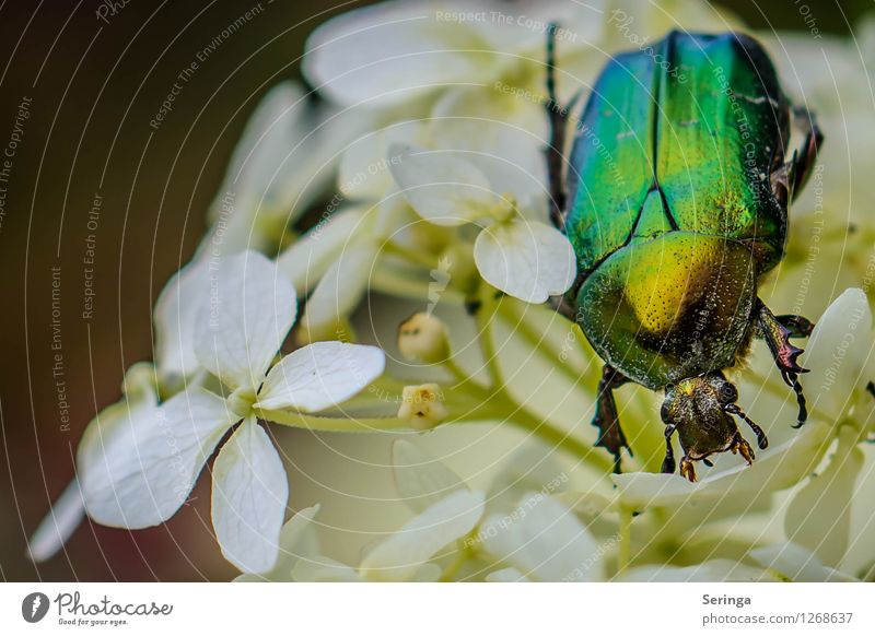 rose chafer Nature Landscape Plant Animal Summer Garden Park Meadow Field Beetle Animal face 1 Flying Crawl Rose beetle Insect Colour photo Multicoloured