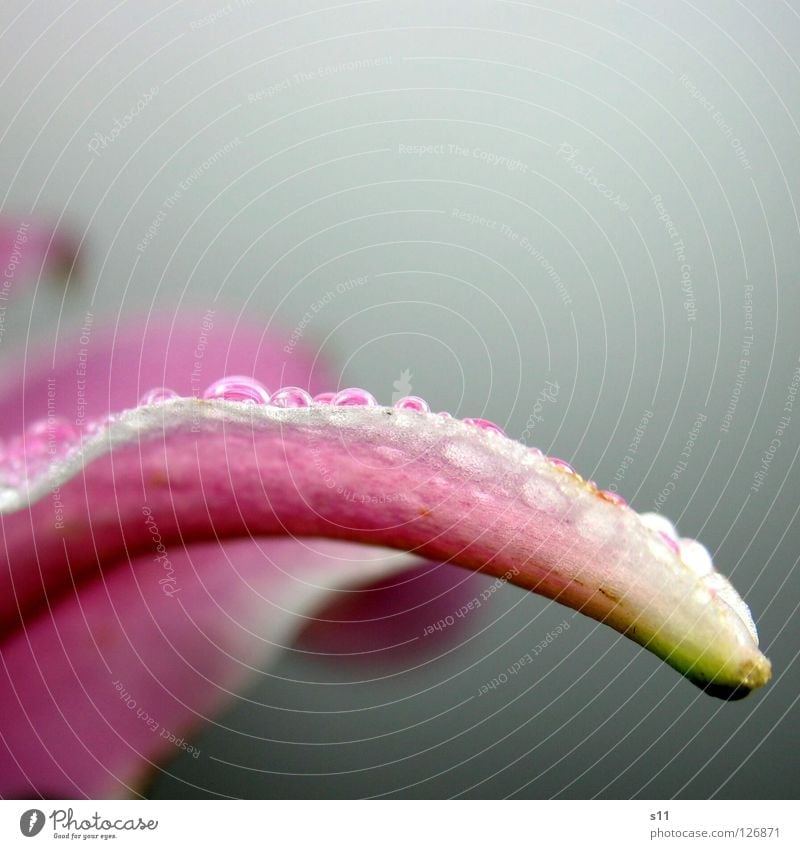 Lilly Pearl II Lily Flower Blossom Blossom leave Detail Pink White Green Curved Undulating Swing Elegant Beautiful Plant Transience Glittering Rain Wet