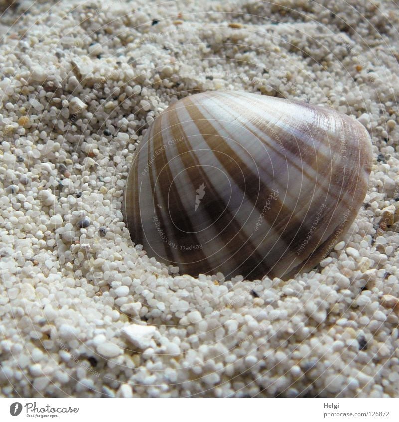 striped shell lies in the sand Mussel Beach Find Stripe Striped Pattern Ocean Grain of sand Gravel Pebble Coast Chic Beautiful Vacation & Travel White Brown