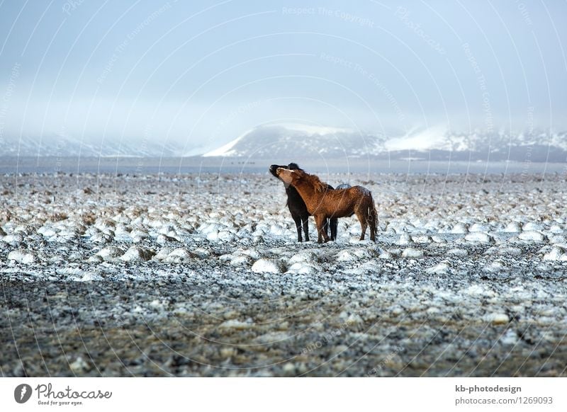 Two Icelandic horses in snowy winter landscape Winter Wind Wild animal Horse 2 Animal Kissing Vacation & Travel Running Iceland pony Iceland ponies Icelander