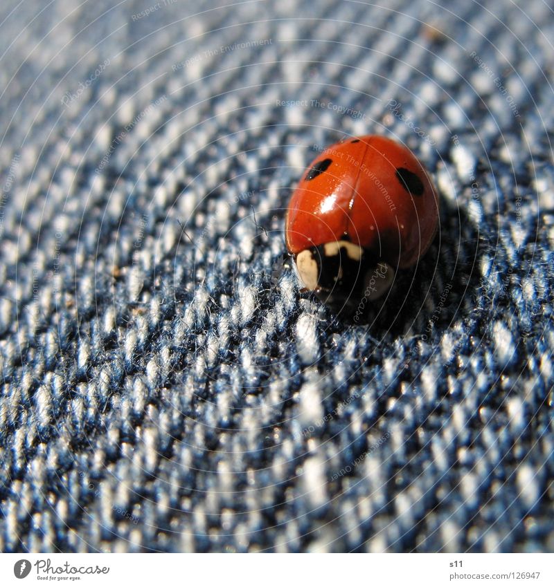Ladybird II Happy Legs Nature Animal Clothing Pants Beetle Blue Red White Desire Insect Living thing Congratulations Spotted Denim Textiles s11 Sarah Kasper