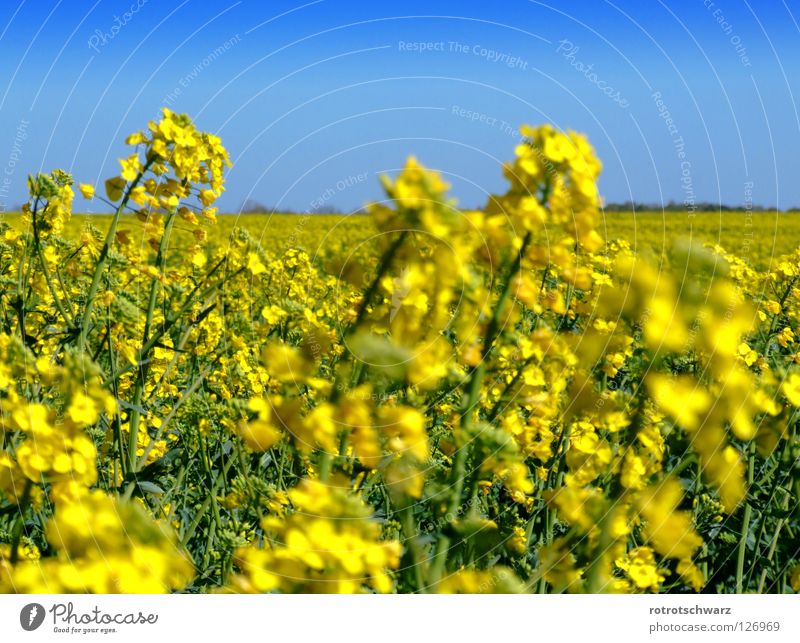 rapsfeld Canola Oilseed rape flower Plant Blossom Yellow Field Structures and shapes Summer Agriculture Maturing time Background picture Bio-fuel Diesel