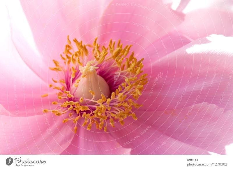 Macrograph of a pink peony with yellow stamens Peony Blossom Plant Spring Flower Yellow Pink Delicate pretty Detail Macro (Extreme close-up) Fragrance