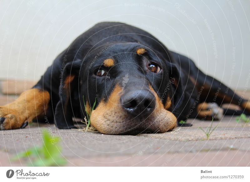 Tired Dog Eyes Ground Chilled Nose Black Break Animal portrait