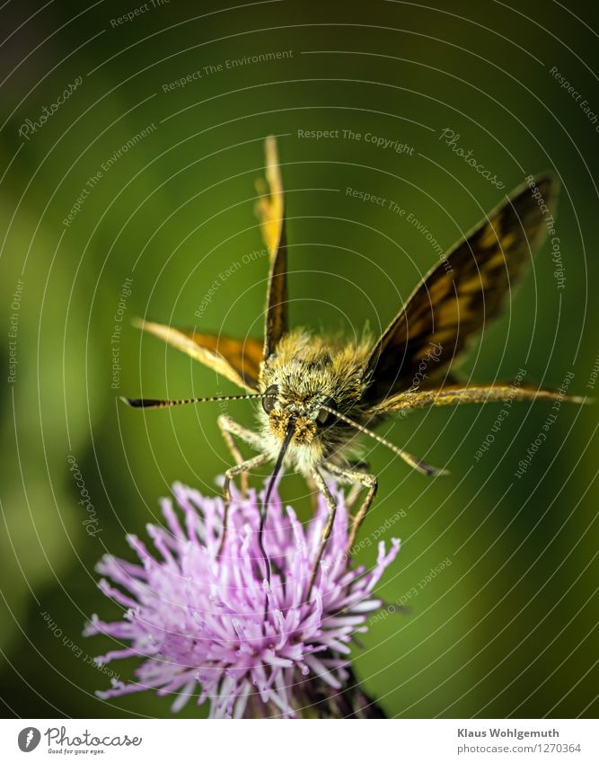 breakfast break Environment Nature Plant Animal Summer Beautiful weather Blossom Thistle blossom Garden Park Meadow Hair Butterfly Big head butterfly 1 Flying