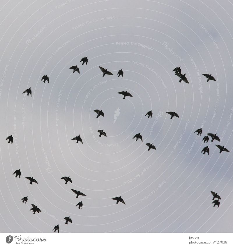 36 Bird Flock of birds Far-off places Flying Silhouette Brandenburg Sky Aviation Flight of the birds Arrangement leaked out Trip Wing Profile