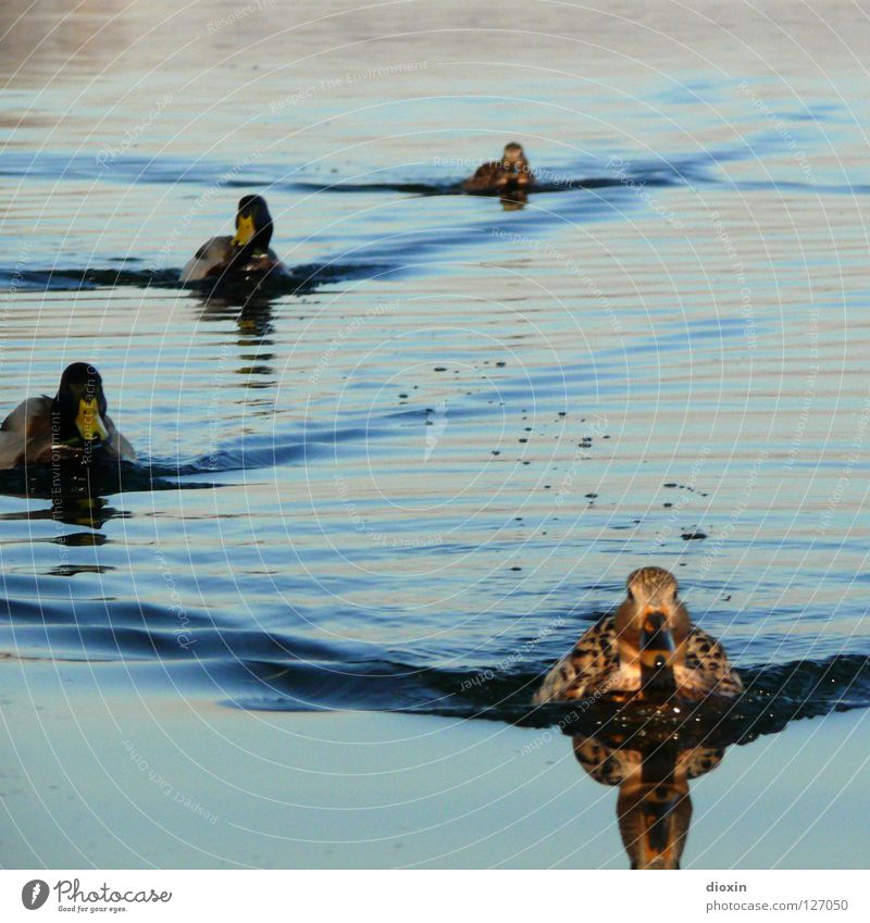 Duck Invasion Bird Drake Formation Reflection Waves Lake Pond waterfowl Water Nature Float in the water Swimming & Bathing Group of animals Duck pond Mallard