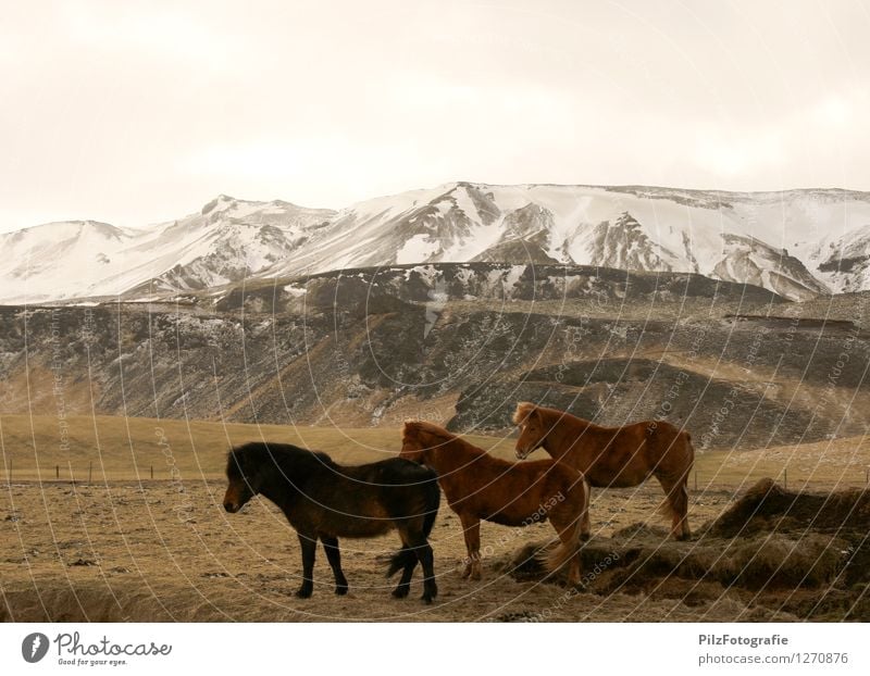 Icelanders Environment Nature Landscape Snow Grass Field Hill Mountain Peak Snowcapped peak Horse Iceland Pony 3 Animal Fence Esthetic Infinity Brown Calm