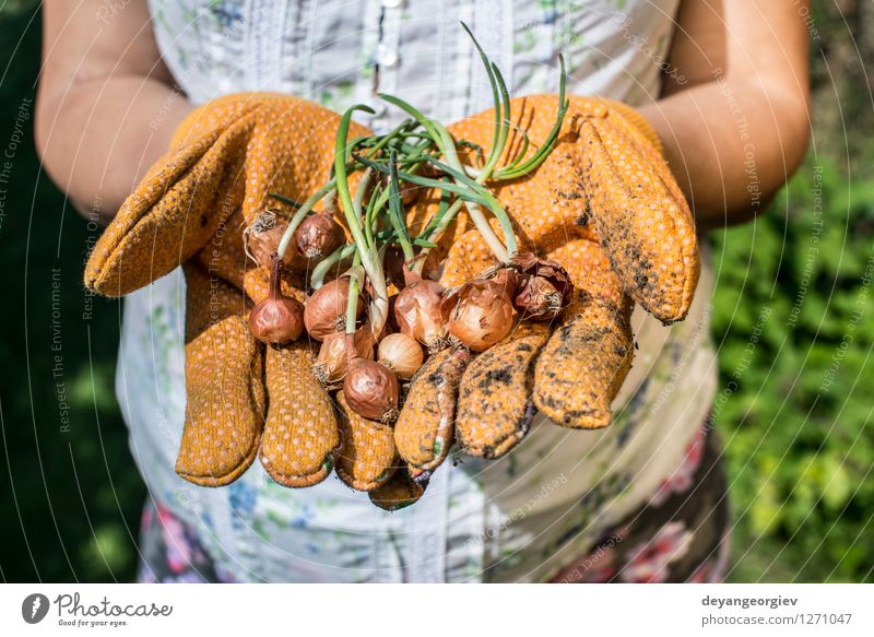 Hands hold plant bulbs in a garden Vegetable Garden Gardening Woman Adults Nature Plant Earth Spring Growth Fresh Natural Green Hold agriculture Onion Farm