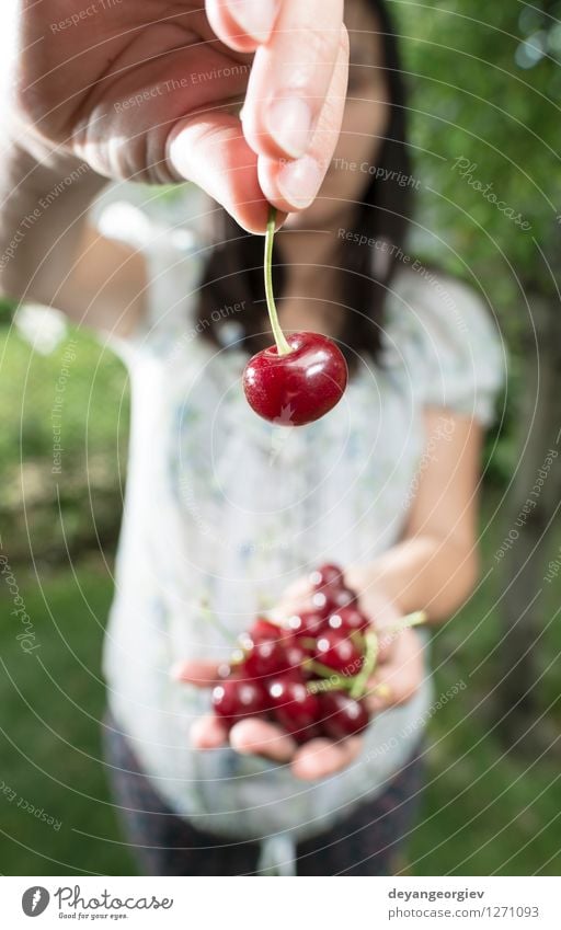 Woman picking cherries with basket Fruit Beautiful Summer Garden Girl Adults Hand Nature Plant Fresh Natural Green Red White Cherry Morello Basket Harvest