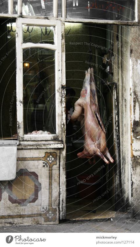 hanging sow Sow Swine Trunk Bristles Butcher Pork Hang Shop window Exhibition Stomach Intestine Dirty Disinfection Clean Bacterium Mammal Death Agriculture