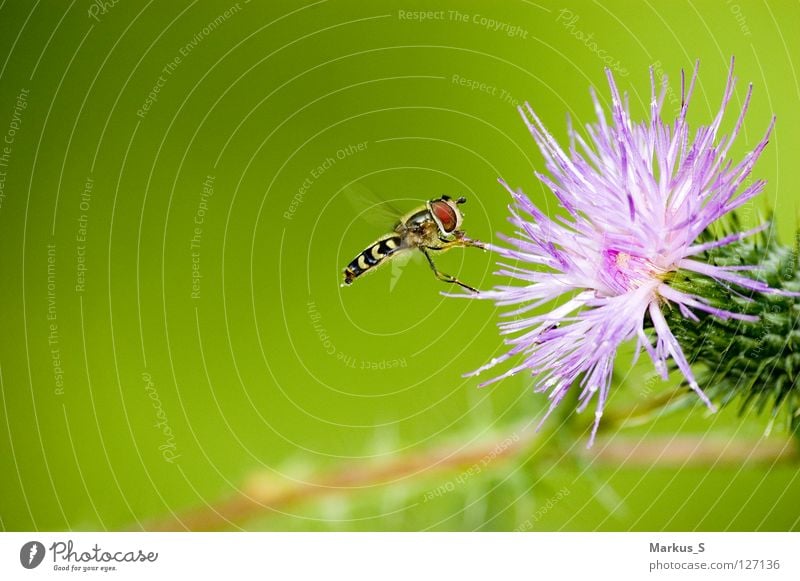 docking manoeuvre Insect Flower Green Animal Hover Fly hoverfly Nature Flying