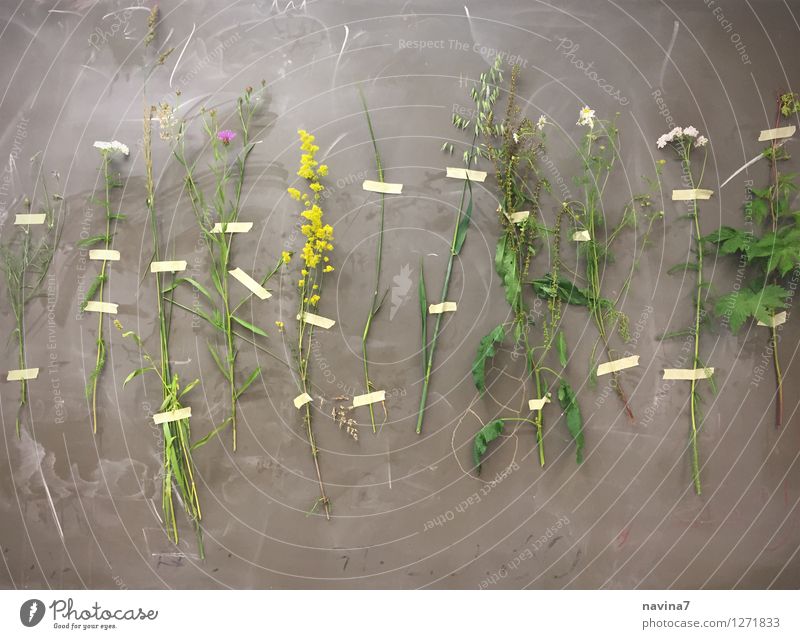 grass collection Nature Plant Grass Meadow Study Fragrance Healthy Green Infancy Growth Wellness Collection Lessons Blackboard School Blossom Hay fever