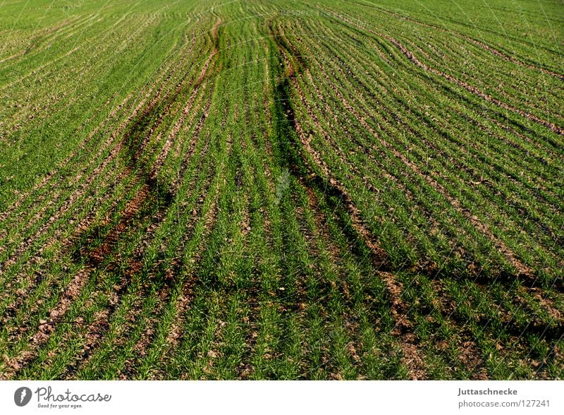 The farmer was drunk. Tracks Field Sow Sowing Spring Plow Green Growth Vegetable Furrow Americas Nature Juttas snail fresh green expeLinG cereals Agriculture