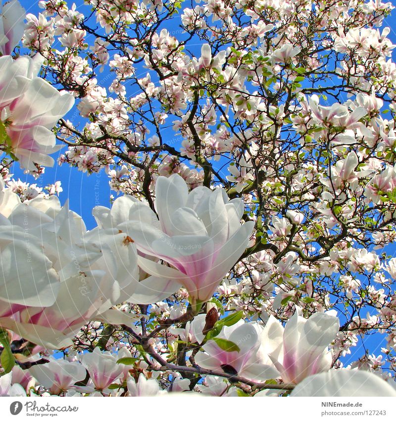 magnolia tree Happy Beautiful Nature Spring Climate Warmth Tree Flower Blossom Blossoming Happiness Blue Brown Pink Black White Moody Spring fever Perspective