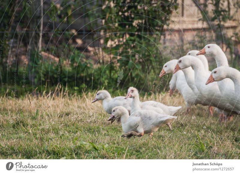 my first goose march Environment Nature Plant Animal Farm animal Bird Group of animals Flock Animal family Resolve Experience Success Freedom Joy Friendship