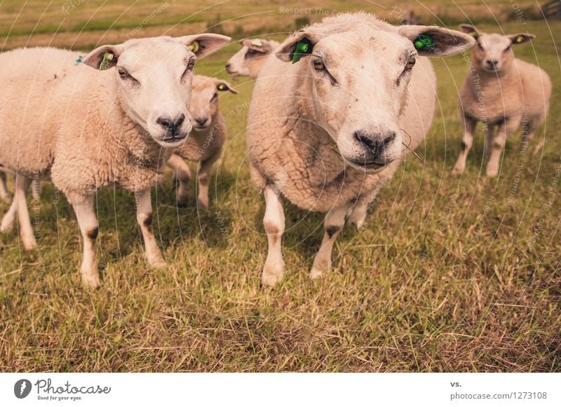 Sheep staring at men Nature Grass Meadow Field Animal Farm animal Flock Herd Animal family Feeding Soft Love of animals Attachment Dike Reap To feed bleat Wool