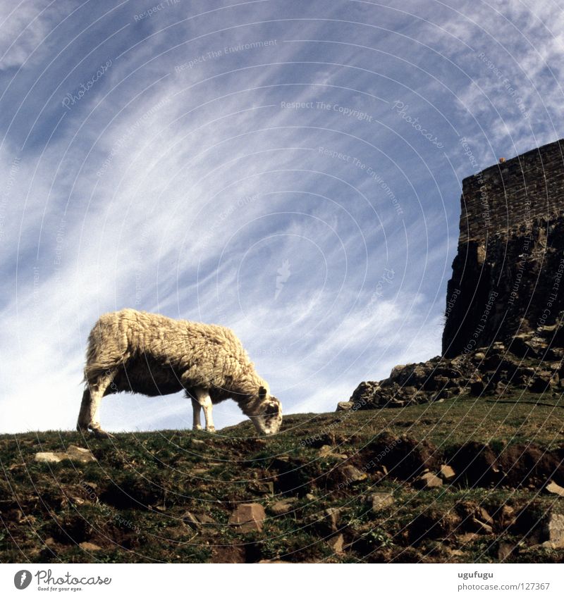 sheeps Sky Cirrus Iceland Mammal Lindisfarne castle grass clouds wool stones