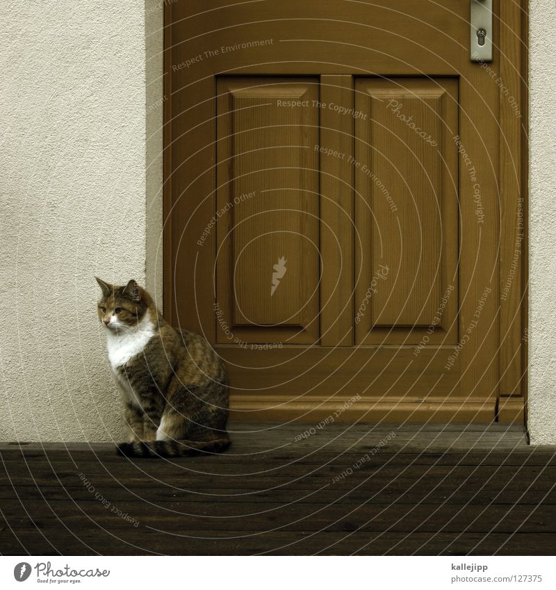 waiting for the milkman Cat Stripe Animal House (Residential Structure) Flat (apartment) Human being Suburb Entrance Way out Doorman Yellow Brown White Honey