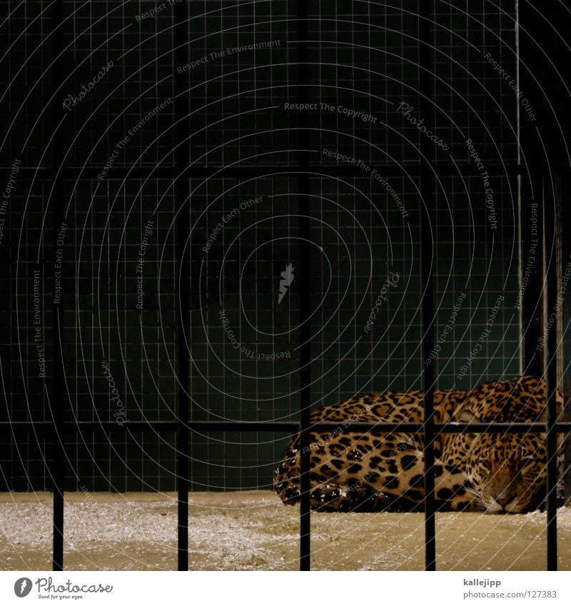 CAT PHOTO Zoo Cage Captured Living thing Anguish Land-based carnivore Big cat Cat Panther Carnivore Pattern Grating Tails Visitor Mammal Square Sleep Lie Calm
