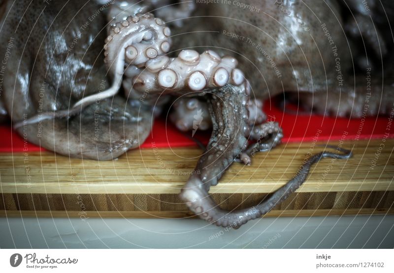 Octopus 4 Food Seafood Squid Burl Nutrition Wild animal Dead animal octopus Group of animals Lie Disgust Naked Wet Natural Suction pad low in squid Heap