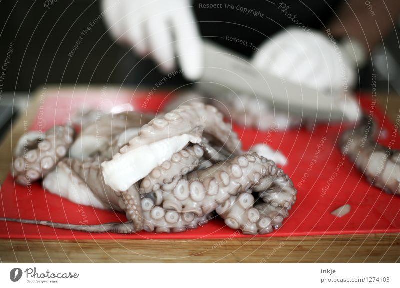 Octopus 6 Seafood Squid octopus Nutrition Hand 1 Human being Wild animal Dead animal Lie Authentic Disgust Emotions Smoothness Heap Cut off Colour photo