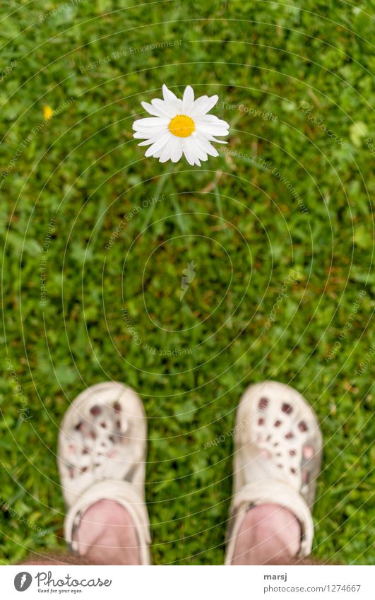 A flowery counterpart Human being Feet 1 Nature Plant Spring Summer Blossom Marguerite Meadow Observe Stand Authentic Uniqueness Green Joy Spring fever