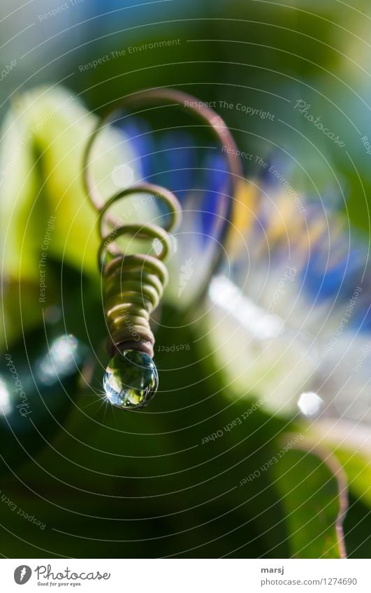 spiral drops Nature Drops of water Sunlight Spring Summer Plant shoot tendril Passion flower Spiral Glittering Hang Illuminate Authentic Simple Multicoloured
