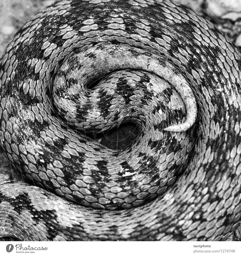 artistic view of Vipera berus pattern Woman Adults Animal Snake Wild Black White Fear Dangerous vipera adder European poisonous Reptiles venomous wildlife
