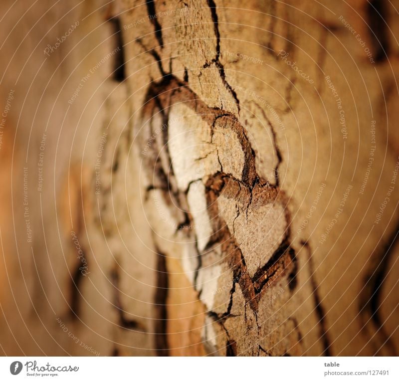 love Joy Happy Valentine's Day Couple Partner Tree Wood Sign Heart Love Dream Together Emotions Passion Trust Infatuation Loyalty Hope Lust Future Attachment