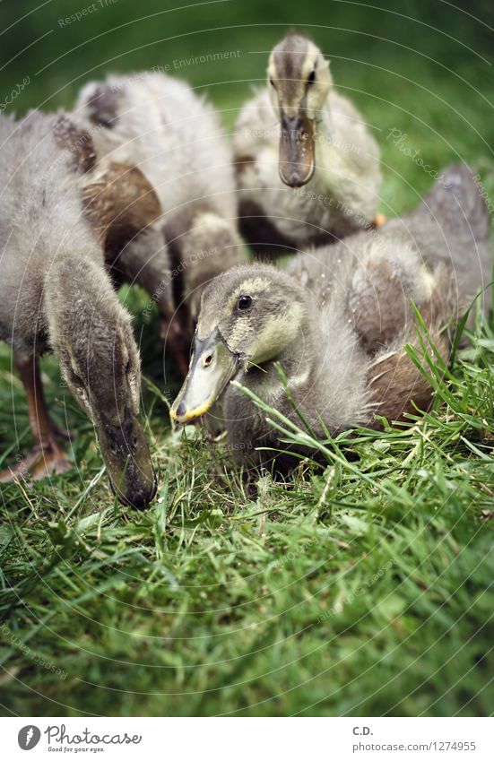 Duck, duck, duck... Nature Grass Garden Farm animal Common Duck Duckling 4 Animal To feed Authentic Happy Natural Cute Green Feather Beak Colour photo