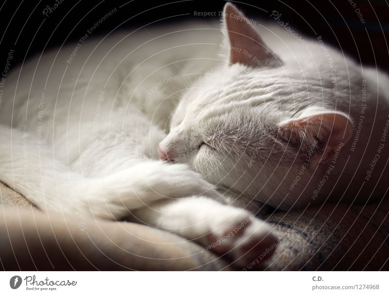 Gino I Pelt White-haired Pet Cat 1 Animal Relaxation Sleep Happy Love of animals Serene Calm Cute Soft Fatigue white cat Cat's ears Colour photo Interior shot