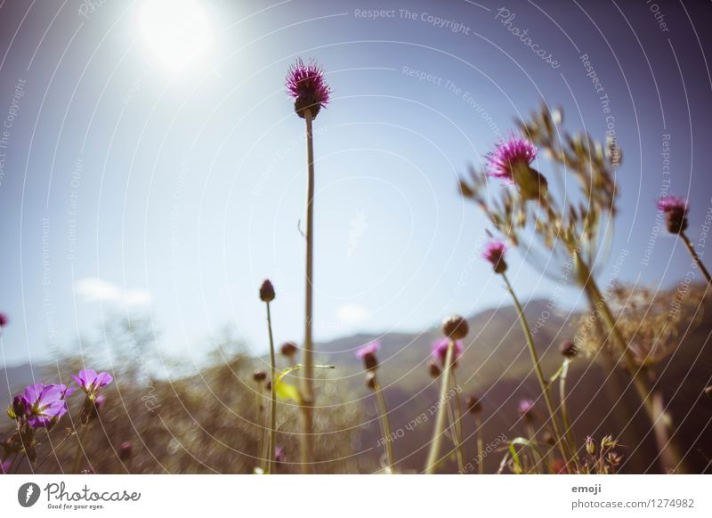 alpine meadow Environment Nature Plant Sky Summer Beautiful weather Flower Natural Violet Colour photo Exterior shot Close-up Deserted Day Sunlight Sunbeam