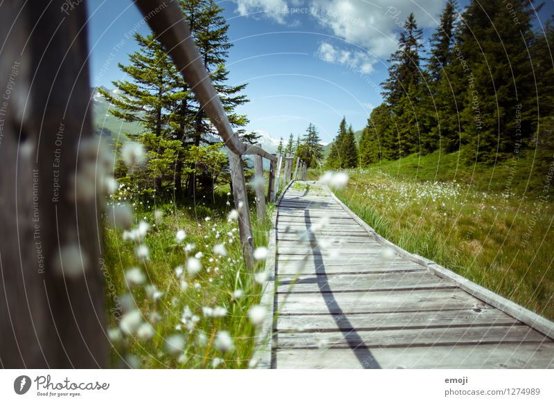 hiking day Environment Nature Landscape Spring Summer Beautiful weather Plant Meadow Hill Natural Green Footpath Hiking trip Footbridge Switzerland Colour photo
