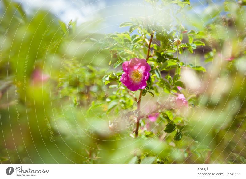 flowering Environment Nature Plant Summer Beautiful weather Flower Natural Green Violet Colour photo Exterior shot Close-up Deserted Day Shallow depth of field