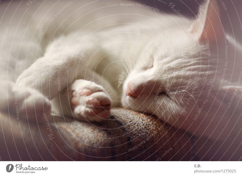 Gino II Pelt White-haired Short-haired Pet Cat Relaxation Sleep Cute Fatigue Cat's paw Colour photo Interior shot Deserted Day Animal portrait