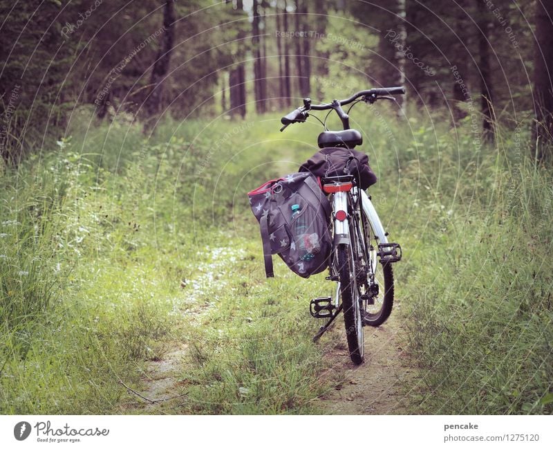 extend radius Cycling tour Nature Landscape Summer Forest Discover Relaxation Driving Fitness Hiking Freedom Leisure and hobbies Joy Tourism Luggage Bicycle
