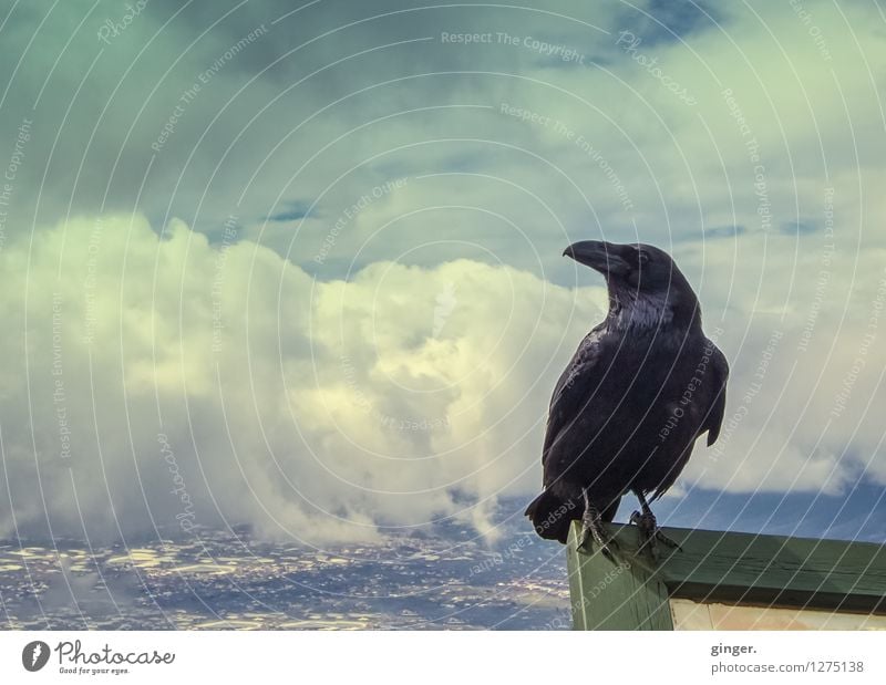 Mascot Witchie. Animal Wild animal Bird Raven birds 1 Observe To hold on Looking Sit Blue Clouds Landscape Overview Review Town Tall Above Signs and labeling