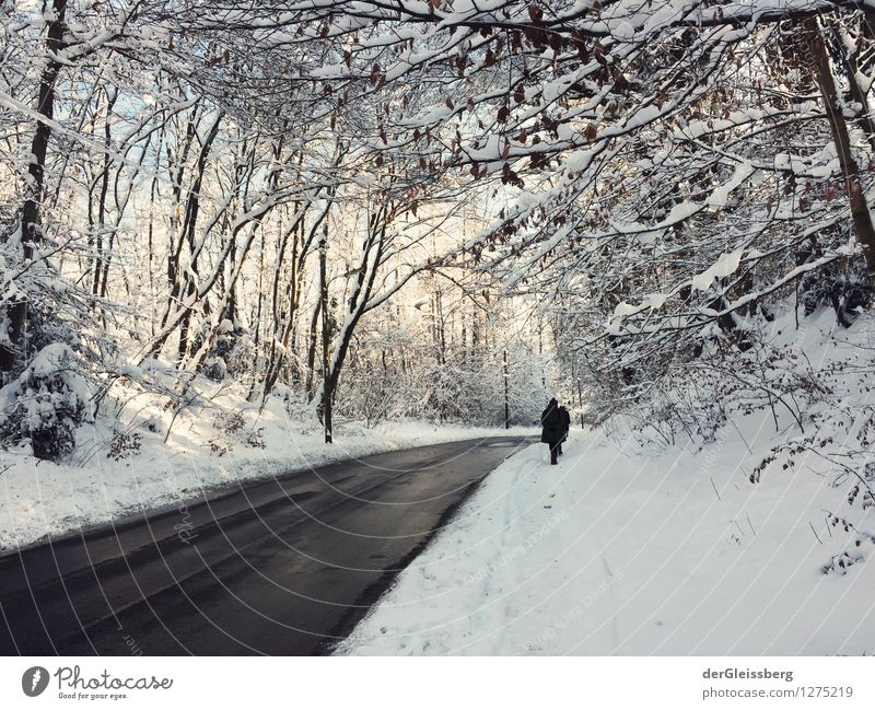 Snow landscape with road Hiking 1 Human being Nature Landscape Winter Weather Beautiful weather Ice Frost Tree Forest Munich Avenue Street Pedestrian Walking