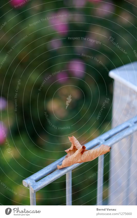 the autumn timeless Summer Leaf Blue Brown Green Silver Moody Fence Metal Cold Death Limp Structures and shapes Rod Autumn Autumn leaves Colour photo