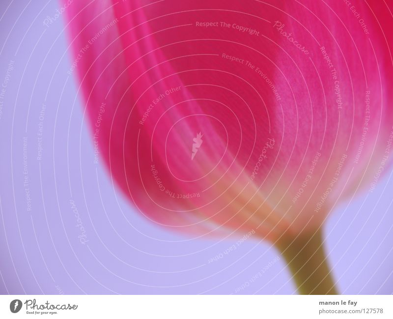 E Dulbe Pink Violet Tulip Background picture Blur Spring Summer Flower Blossom Calyx Netherlands Fragile Macro (Extreme close-up) Close-up Blue Beautiful