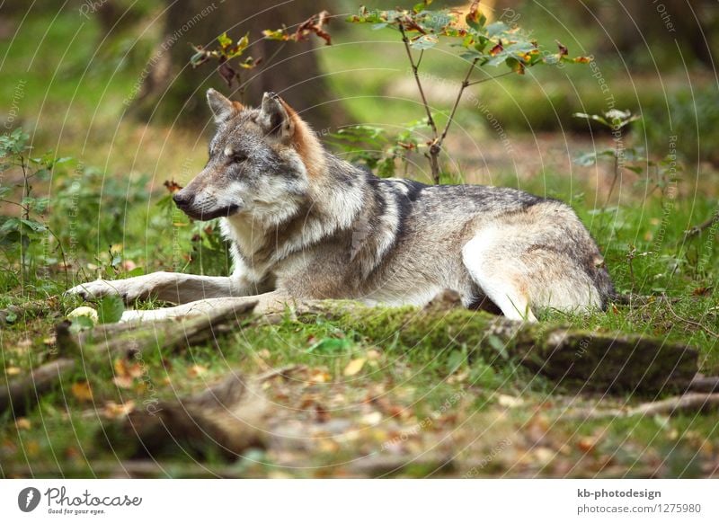 Grey wolf in a park Animal Wild animal Wolf 1 attention beauty danger dangerous earth forest furry grass hide hunt hunting mammal wilderness wolves Colour photo
