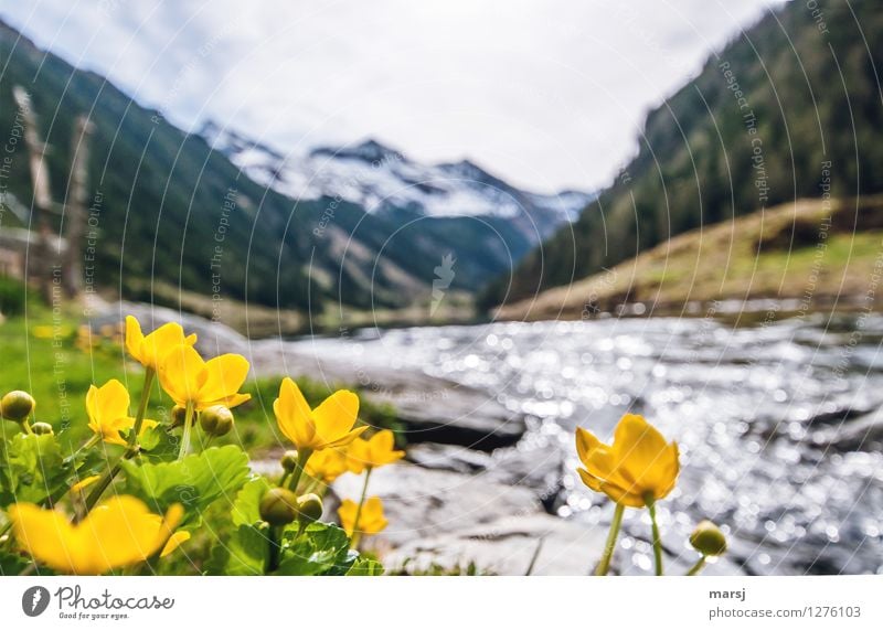 Marsh marigolds at the mountain lake Spring Plant Flower Wild plant Alps Mountain Lakeside Brook Riesach Lake Blossoming Illuminate Yellow Gold Unwavering