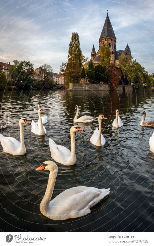 Metz Swans Lake metz France Town Downtown Old town Church Cathedral Group of animals Swimming & Bathing Blue Gray Colour photo Exterior shot Deserted Day