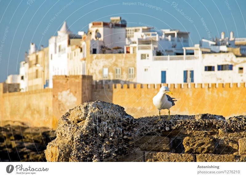 "Where's the town?" Environment Nature Sky Cloudless sky Weather Beautiful weather Rock Coast Essaouira Morocco Town Port City Outskirts Old town Skyline