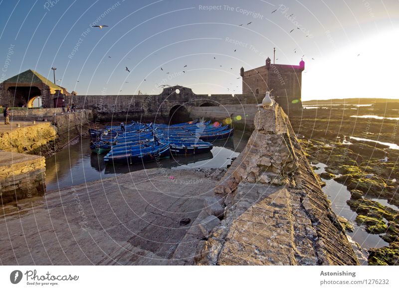 Evening in Essaouira Human being Environment Nature Water Sky Cloudless sky Sun Sunrise Sunset Weather Beautiful weather Morocco Small Town Port City Castle