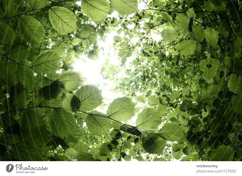 SIT DOWN AND RELAX Leaf Wood flour Forest Summer Jump Spring Fresh To go for a walk Growth Beautiful leaves left over Branch Sun Digital photography Colour